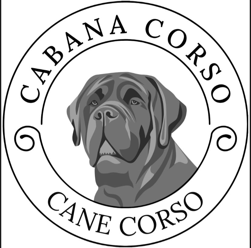 Canil Cabana Corso Localizado em Piracicaba – SP